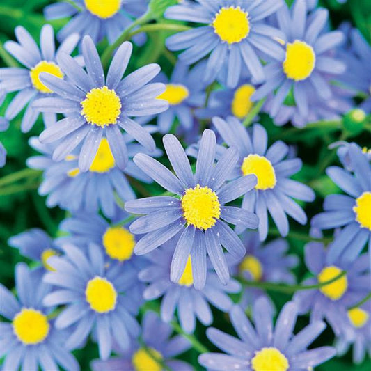 Felicia 'Forever Blue'