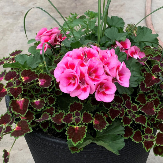 Spring Planters