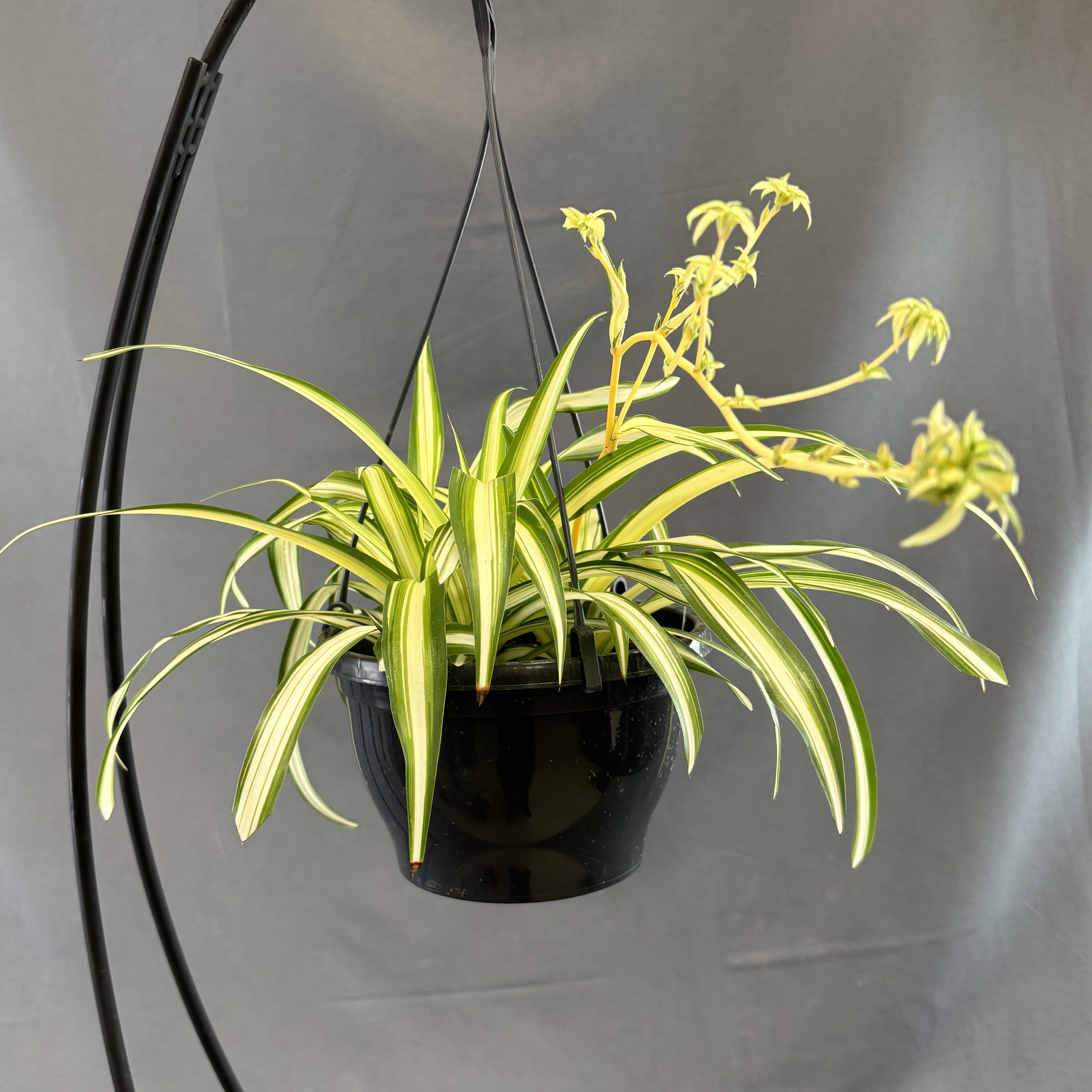spider plant kingdom Spider Plant – Scott's Nursery Ltd