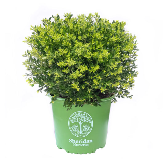 Boxwood 'Green Gem'