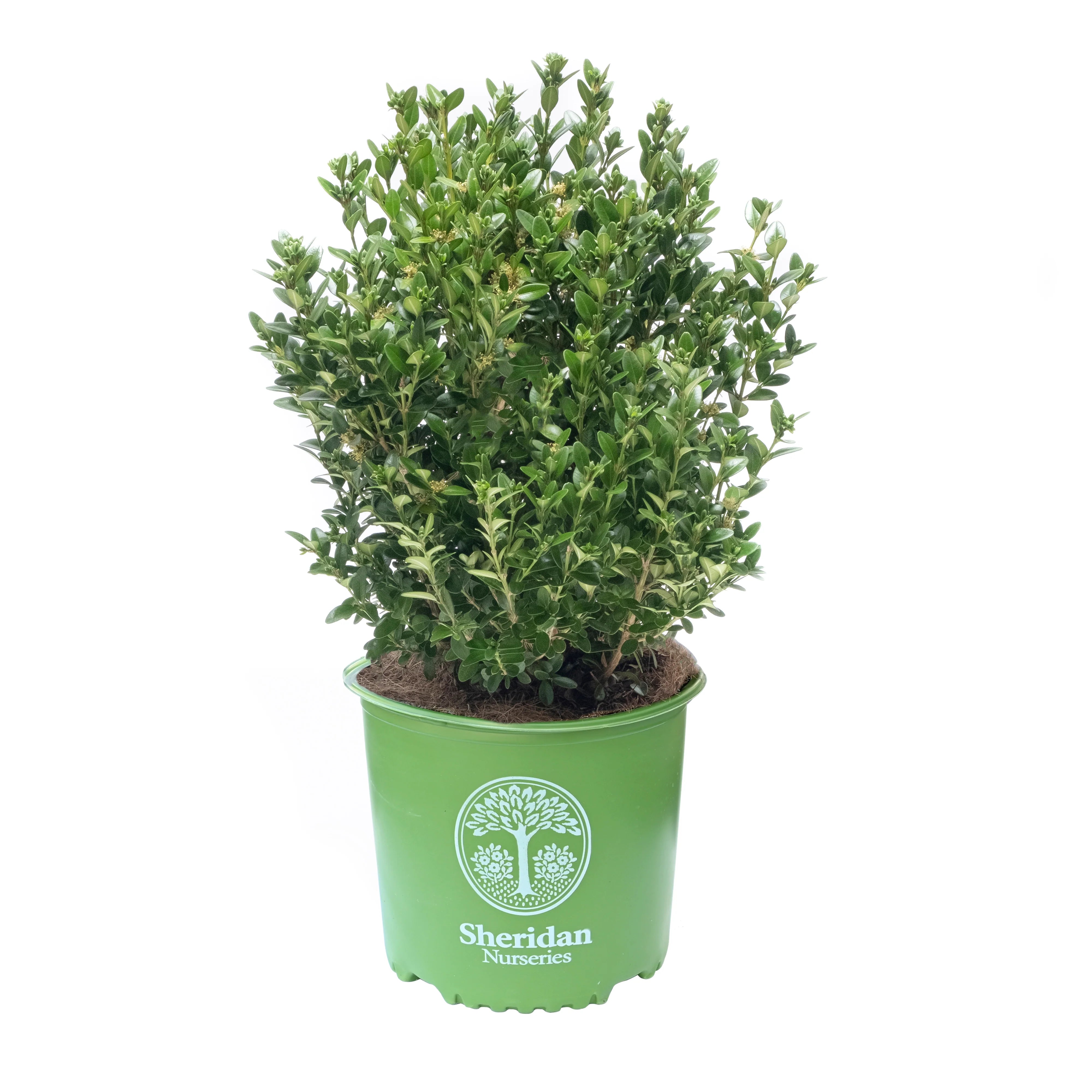 Boxwood 'Green Mountain'