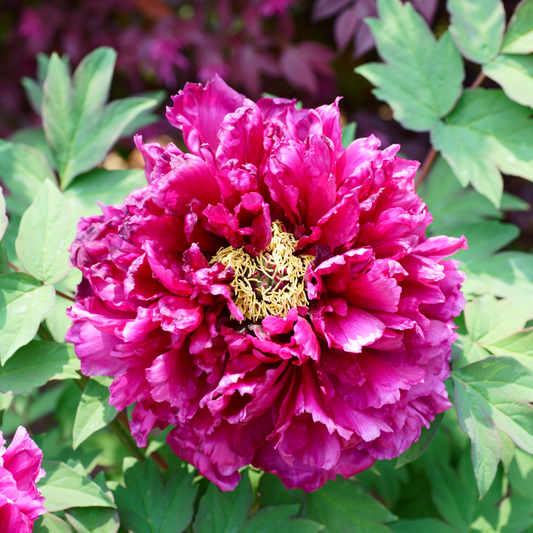 Tree Peony 'Shimadaijin'
