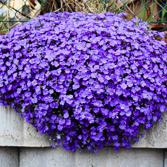 Rock Cress Aubretia
