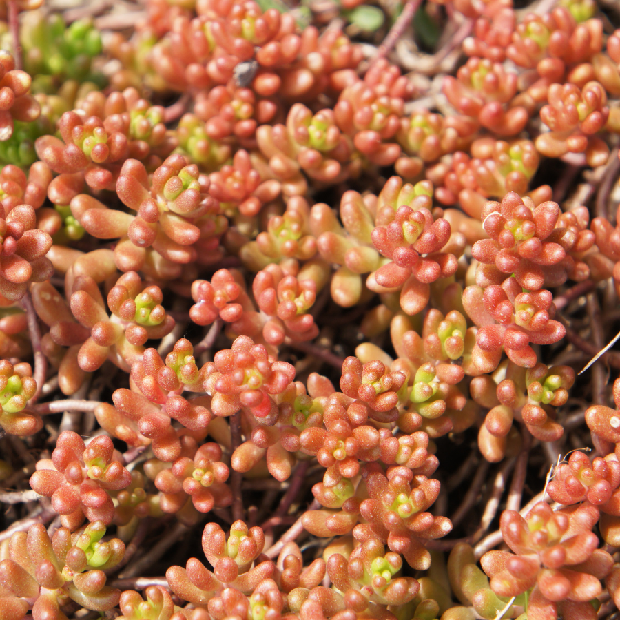 Stonecrop 'Coral Carpet'