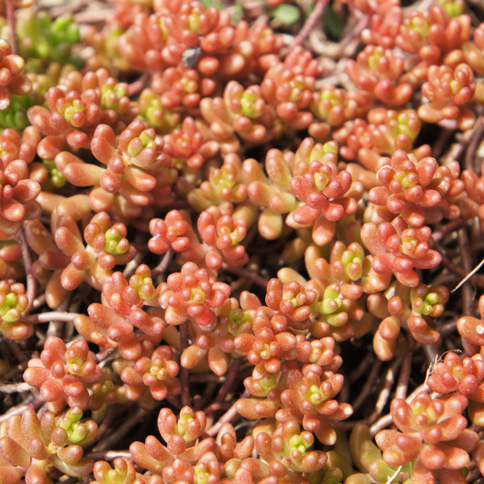 Stonecrop 'Coral Carpet'