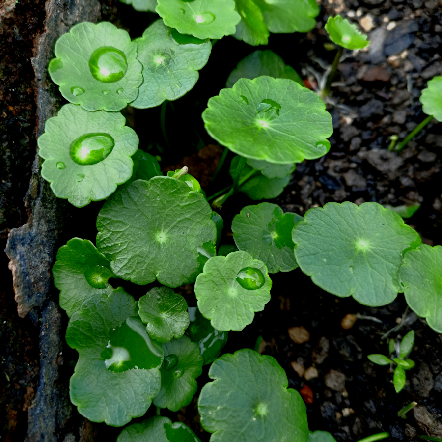 Water Pennywort