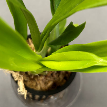 Oncidium Orchid