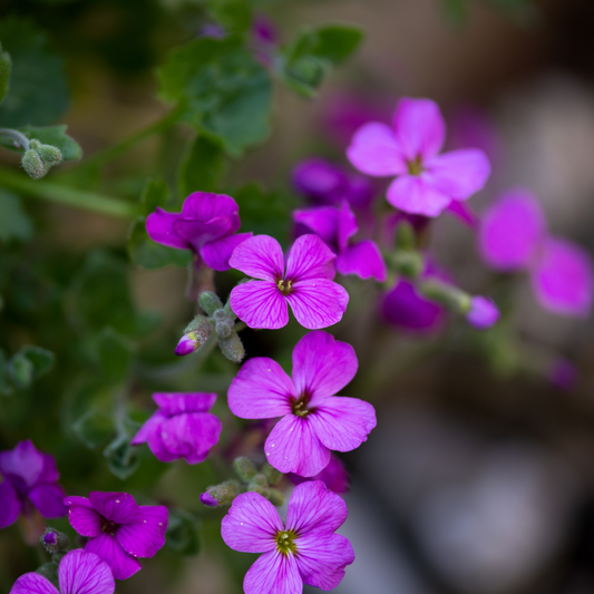 Rock Cress 'Little Treasures'