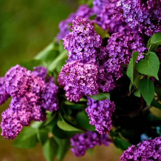 Lilac 'Common'