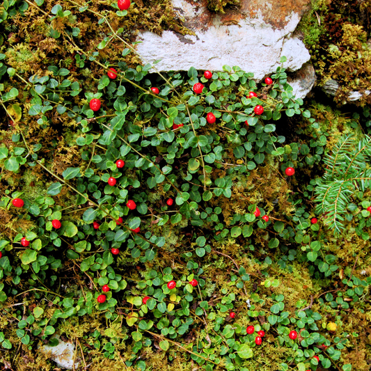 Partridgeberry
