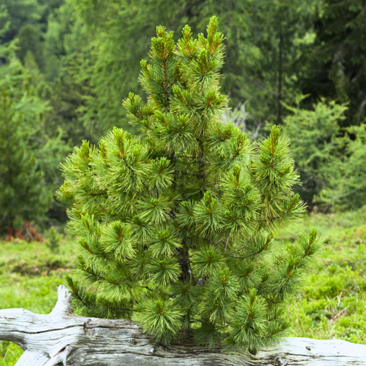 Dwarf Blue Pine 'Swiss Stone'