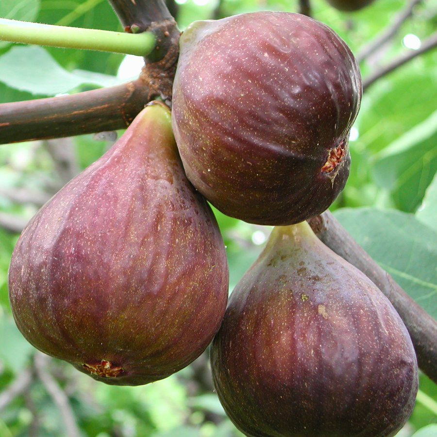Fig 'Olympian'