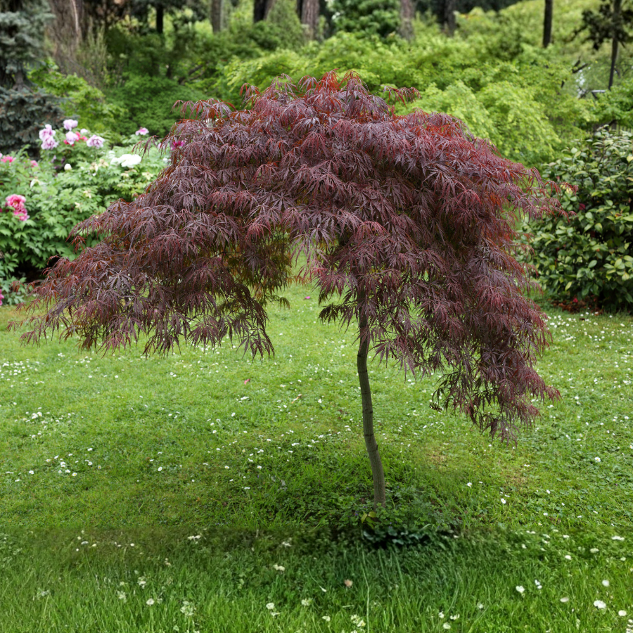 Japanese Maple 'Red Dragon'
