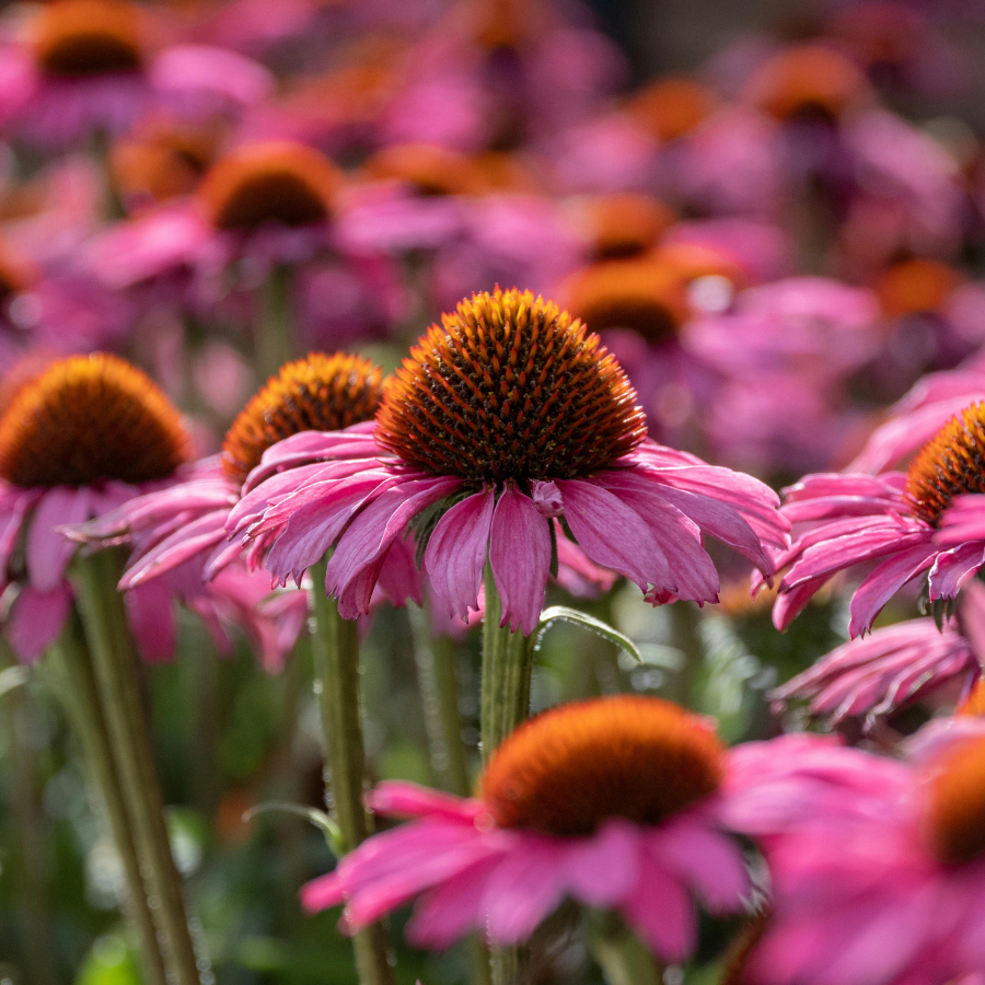 Coneflower