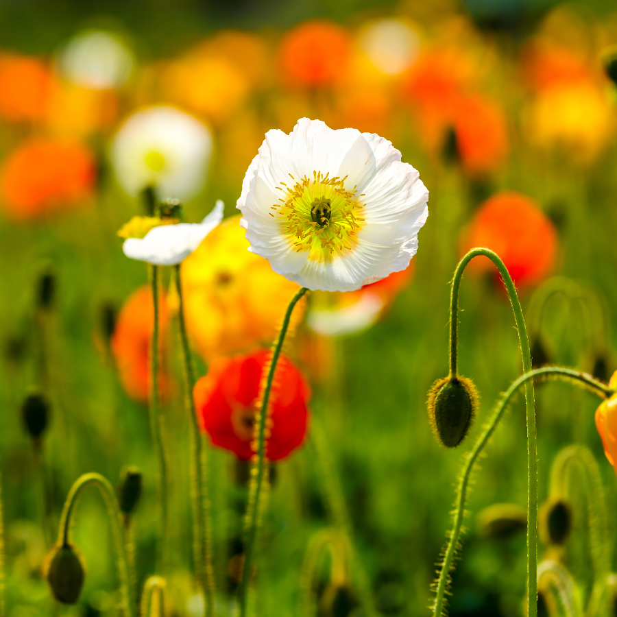 Iceland Poppy 'Champagne Bubbles'