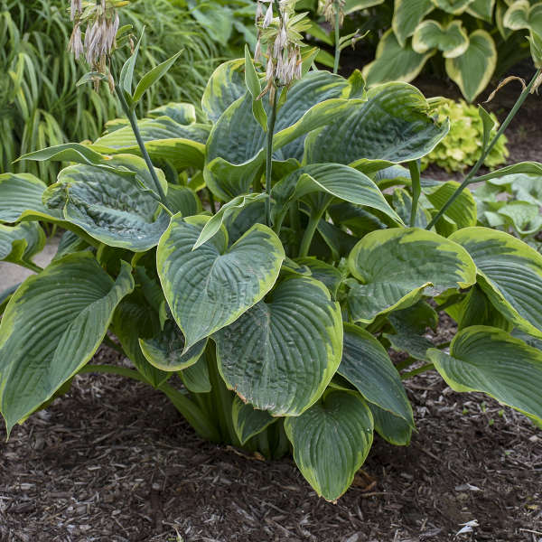 Hosta 'Shadowland®'
