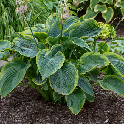 Hosta 'Shadowland®'