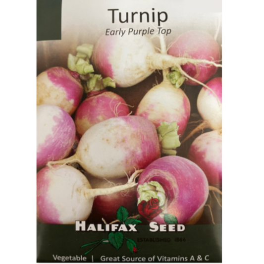 Halifax Seed Turnip Early Purple Top Pkg.