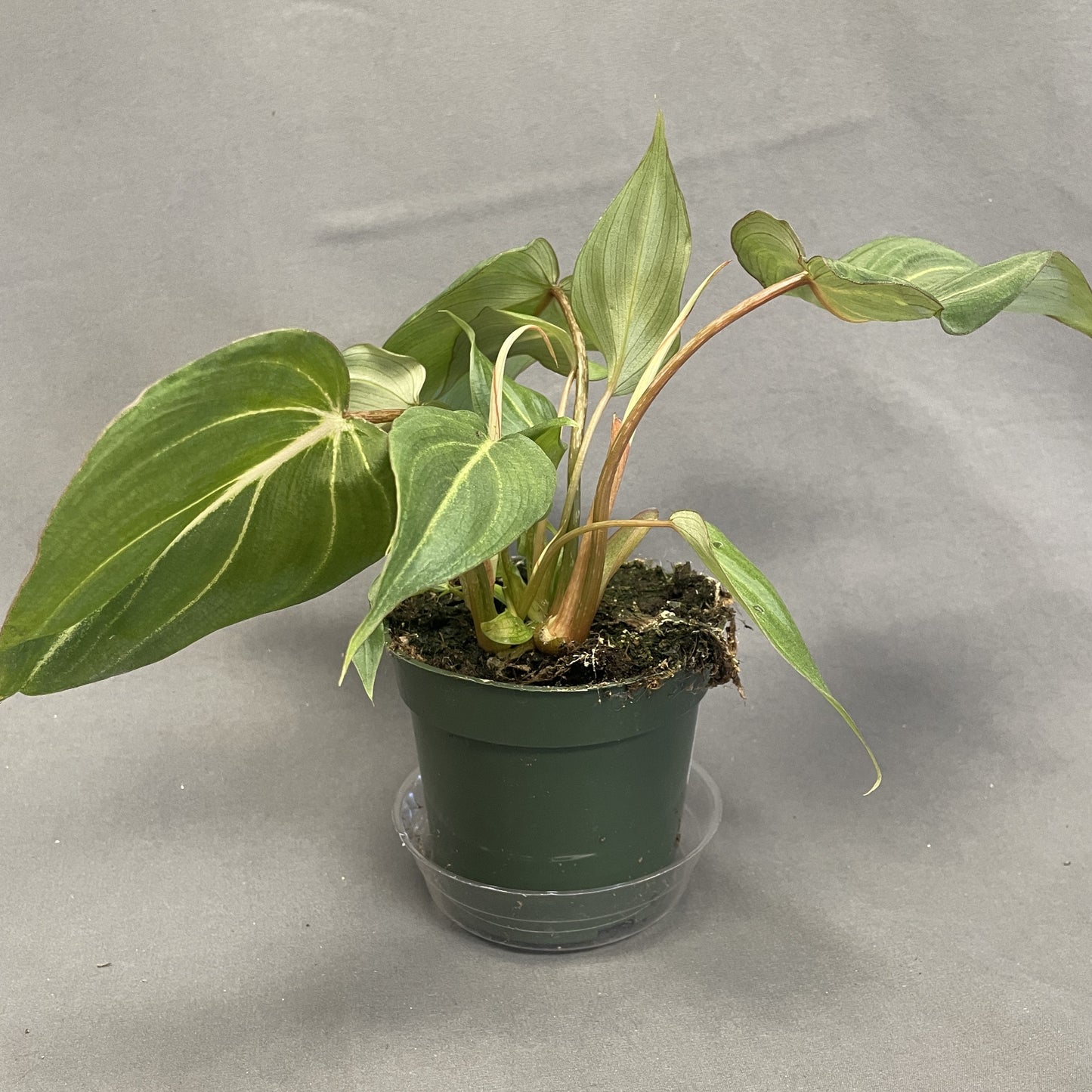 Philodendron Gloriosum 4" Pot