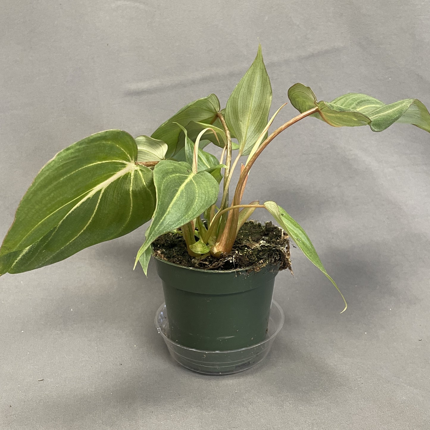 Philodendron gloriosum
