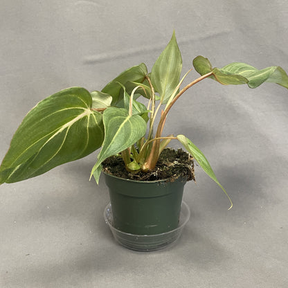 Philodendron gloriosum