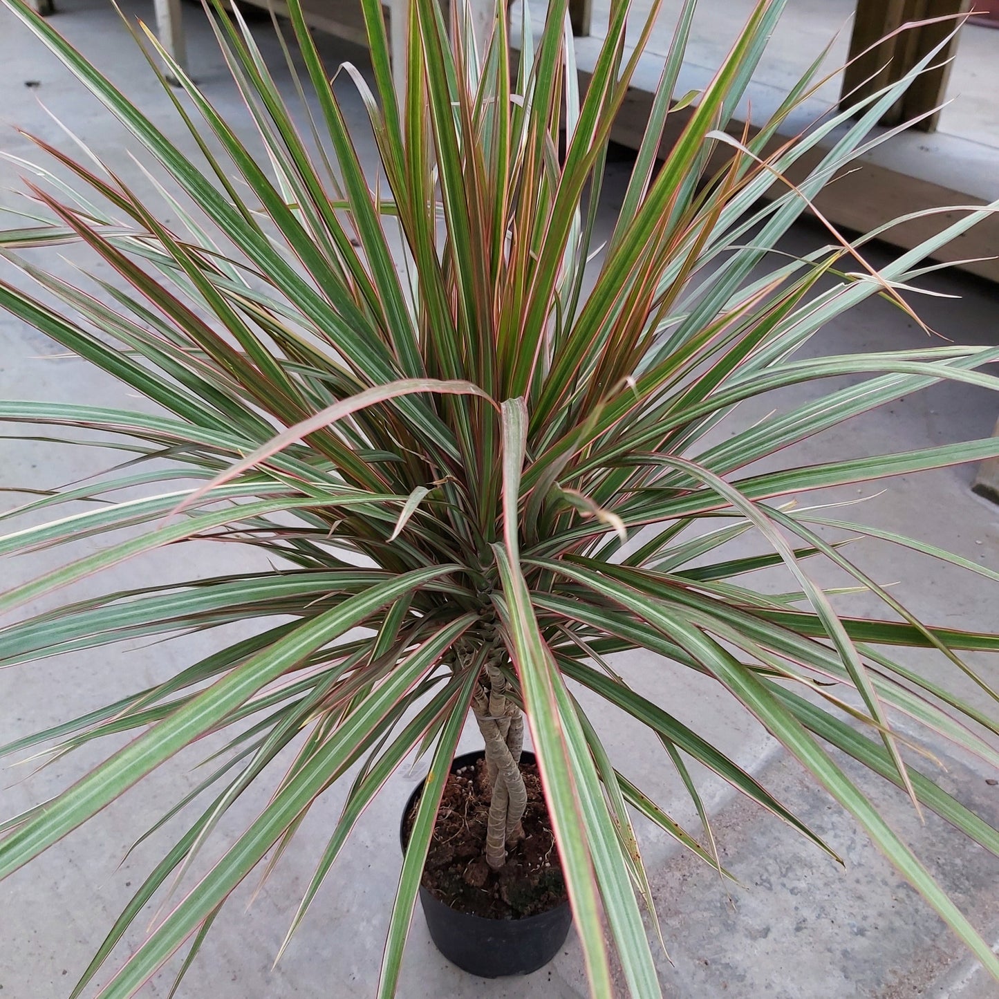 Dracaena 'Bicolour'