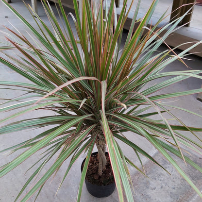 Dracaena 'Bicolour'