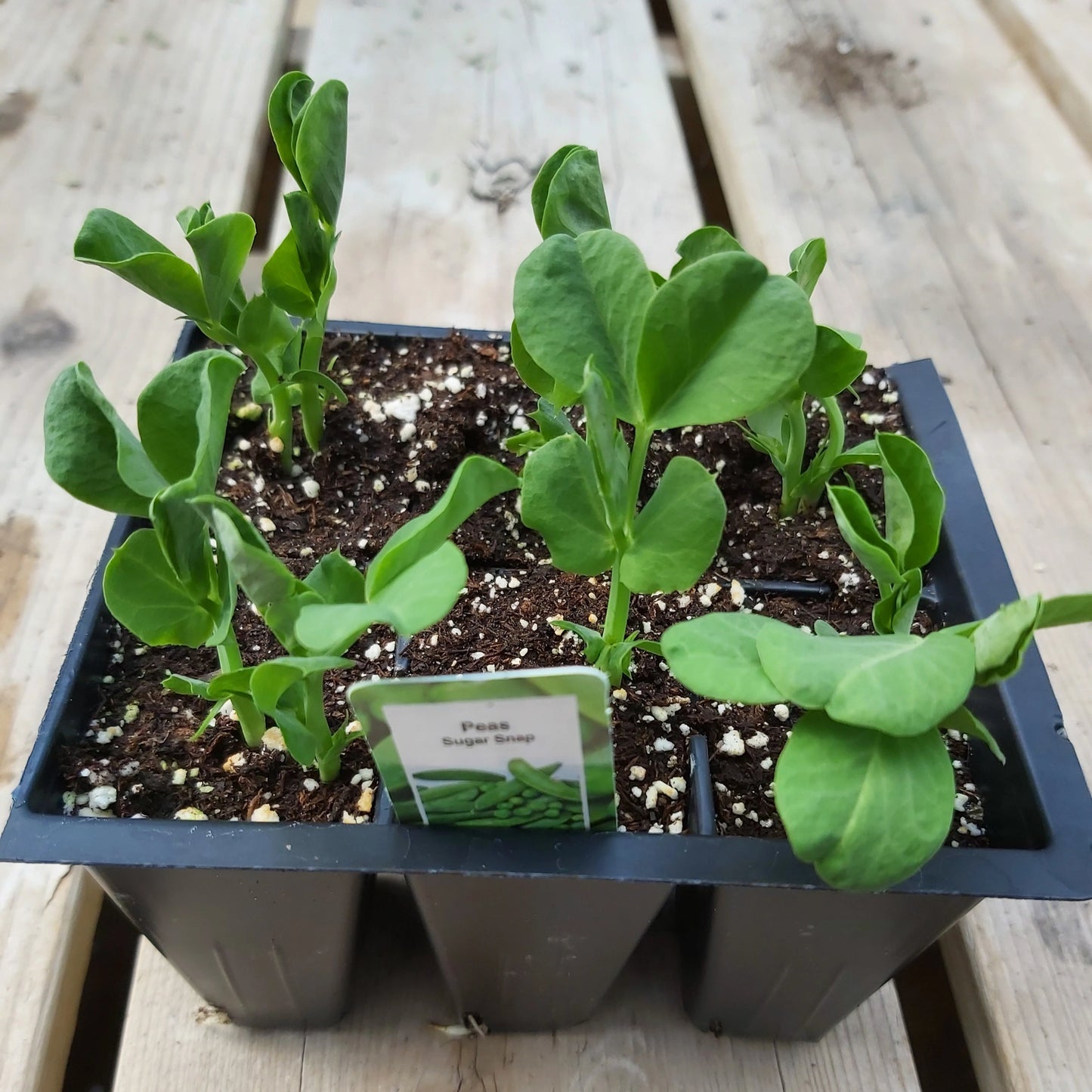 Peas 'Oregon Sugar Pod'