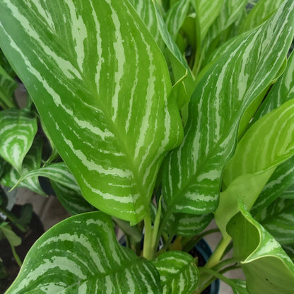 Aglaonema 'Stripes'