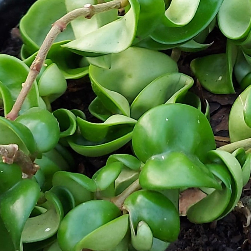 Hindu Rope Plant