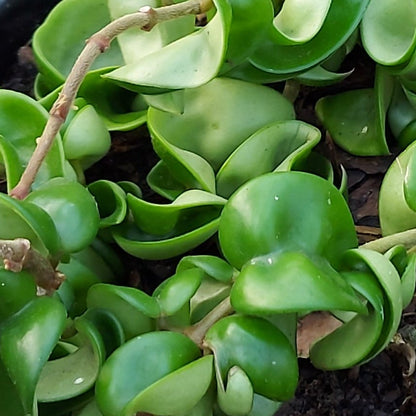Hindu Rope Plant