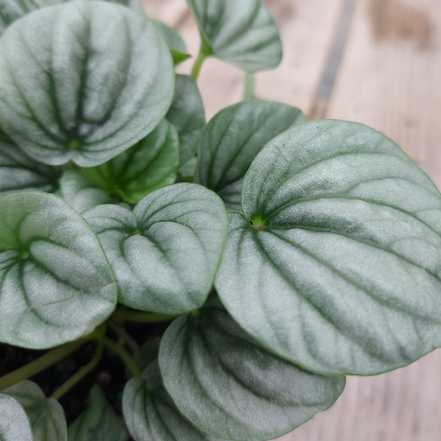 Peperomia 'Frost'