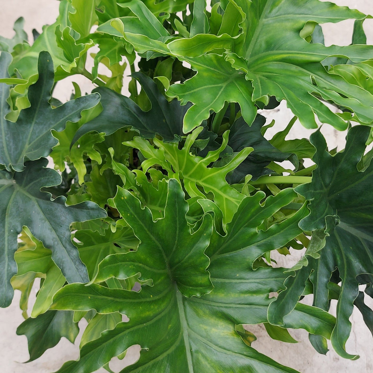 Philodendron 'Lickety Split'