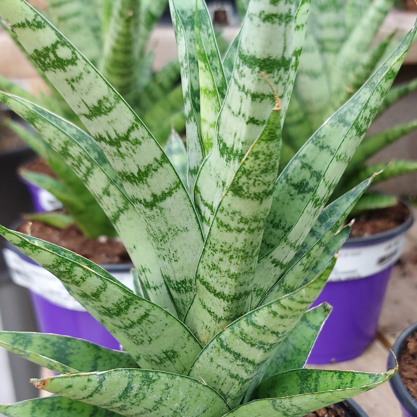Snake Plant 'Tough Lady'
