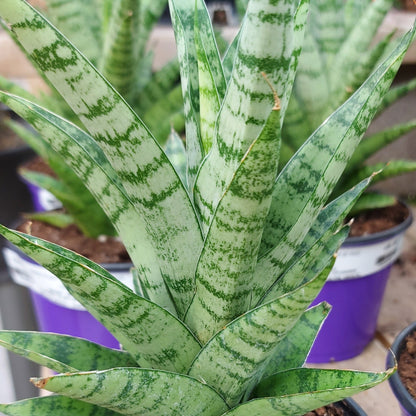 Snake Plant 'Tough Lady'