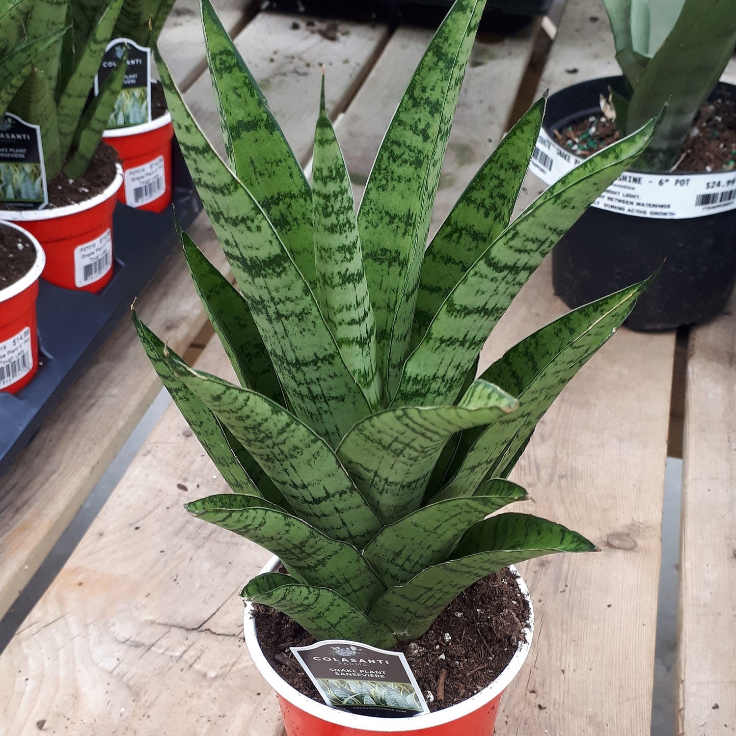 Snake Plant 'Tough Lady'
