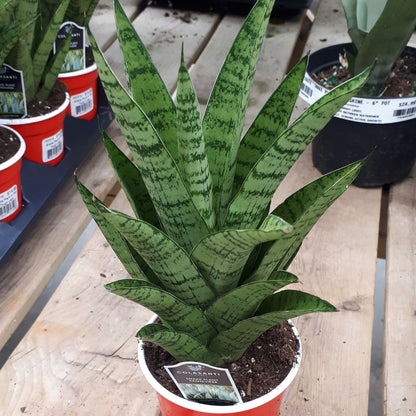 Snake Plant 'Tough Lady'