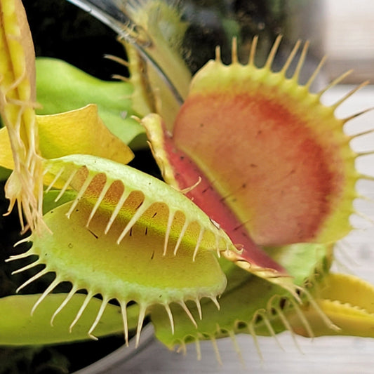 Venus Fly Trap