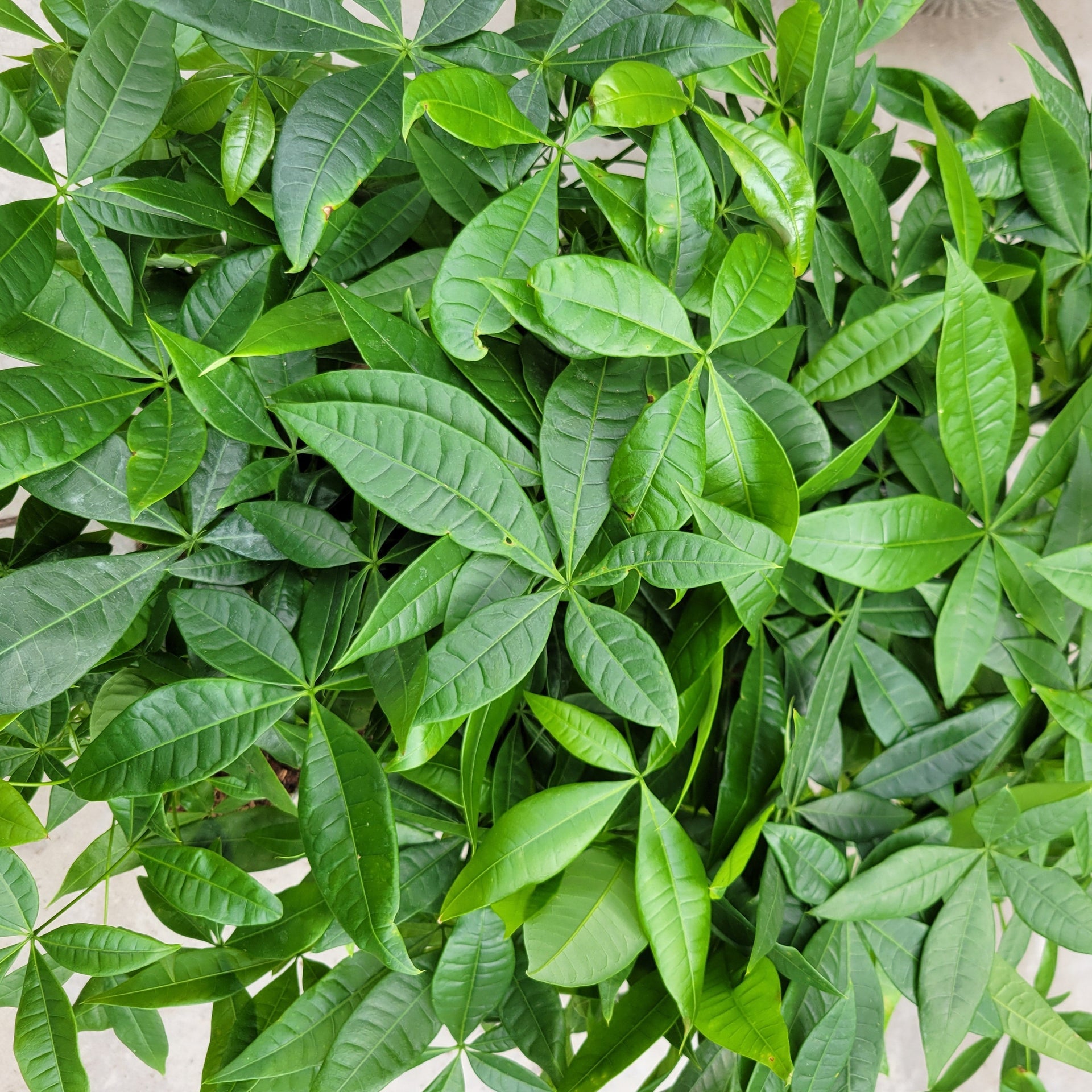 money tree surrey Money Tree – Scott's Nursery Ltd