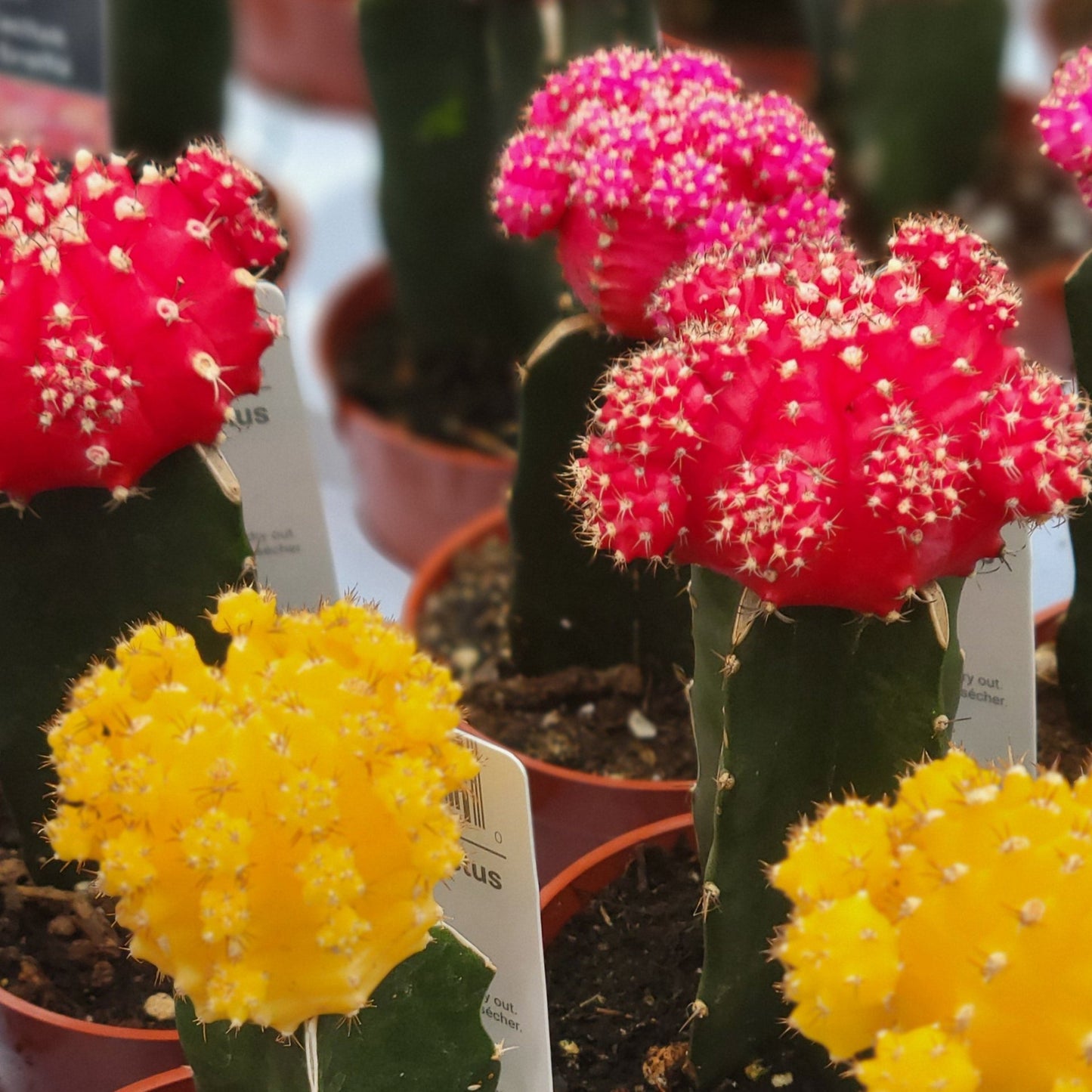 Grafted Moon Cactus