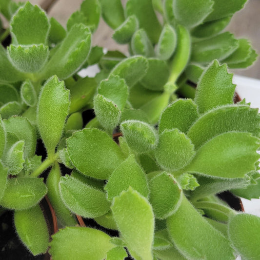 Bear's Paw Succulent