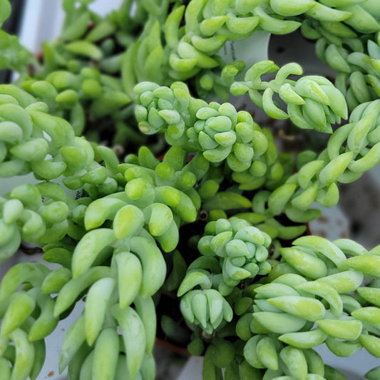 Burro's-Tail