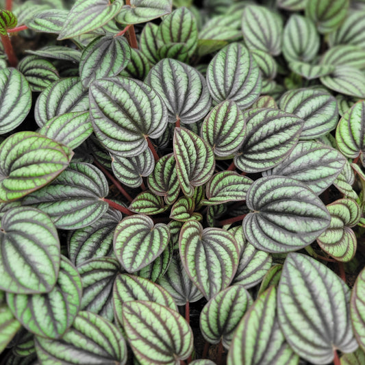 Peperomia 'Piccolo Banda'