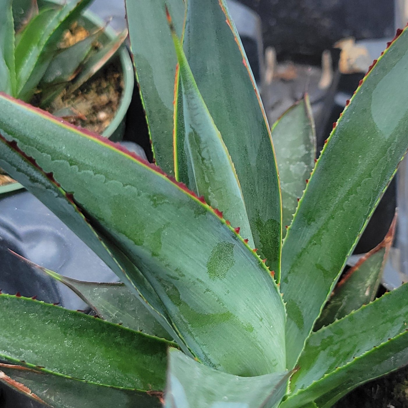 Agave 'Shaka Zulu'