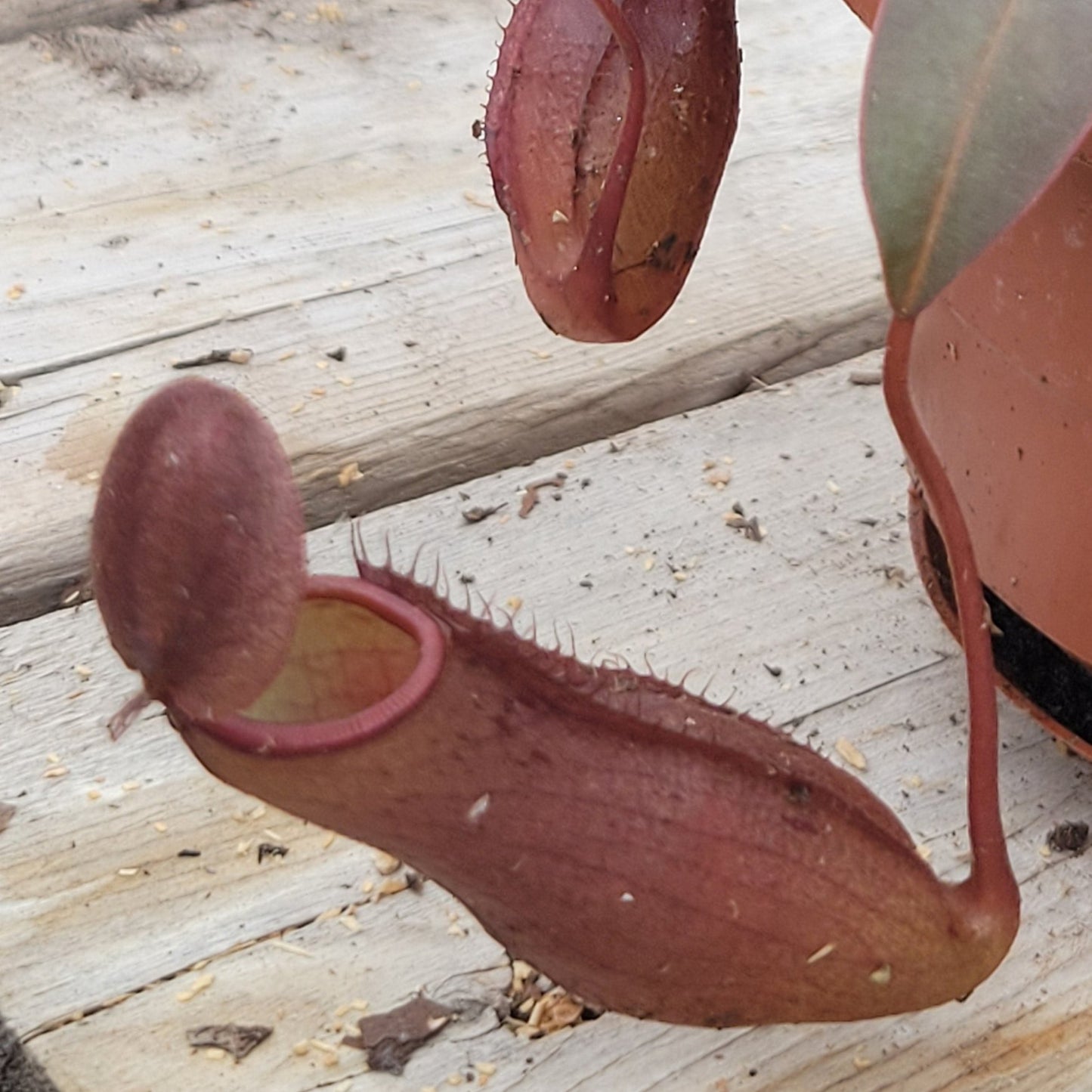 Asian Pitcher Plant