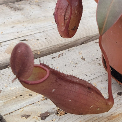 Asian Pitcher Plant