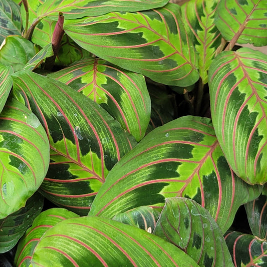Maranta 'Red'