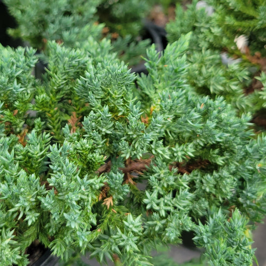 Juniper Bonsai