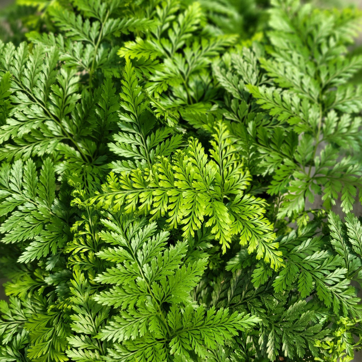 Rabbit's Foot Fern