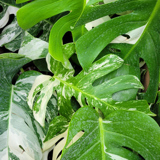 Monstera 'Albo'